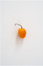 Load image into Gallery viewer, KARIN SANDER — Habanero, 2012