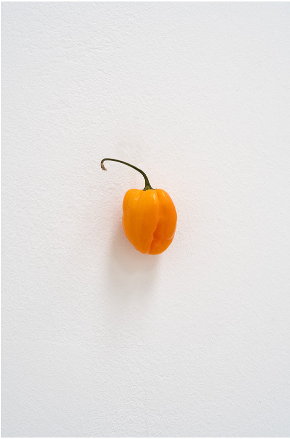KARIN SANDER — Habanero, 2012