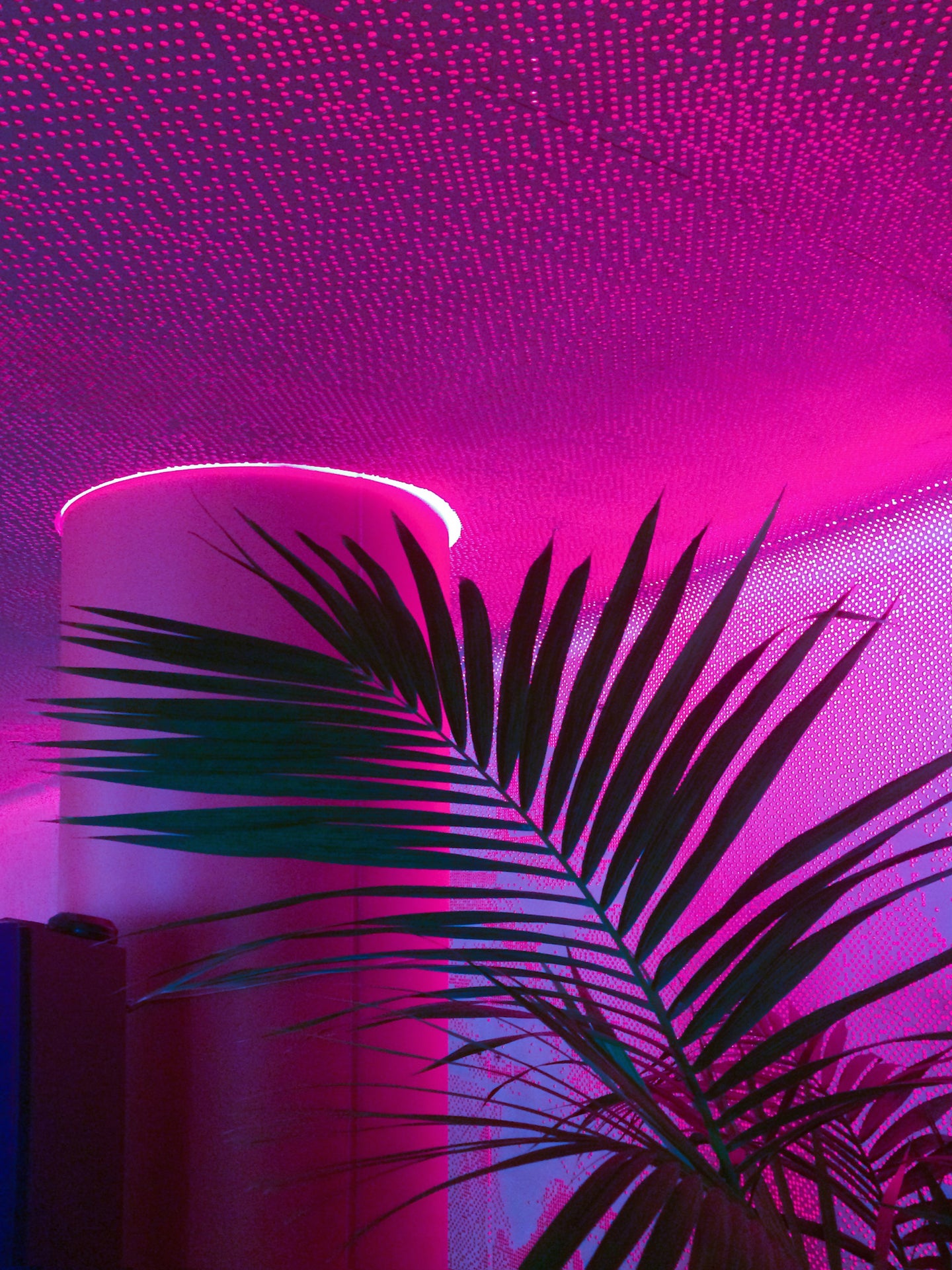 SIGNE PIERCE — Neon Palm (Studio City), 2015