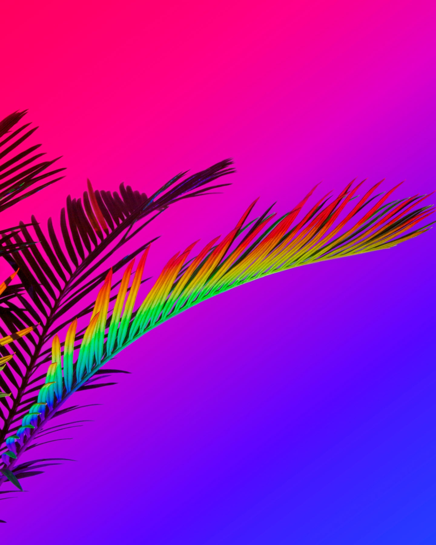 SIGNE PIERCE — Rainbow Palm, 2015